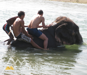 elephant-bathing-in-chitawan