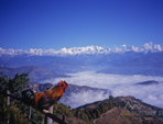 Pokhara