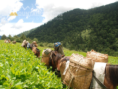 Gangtey- Gogona Trekking