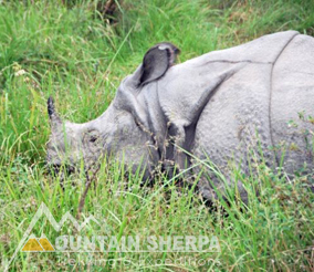 rhino-in-chitwan-nepal